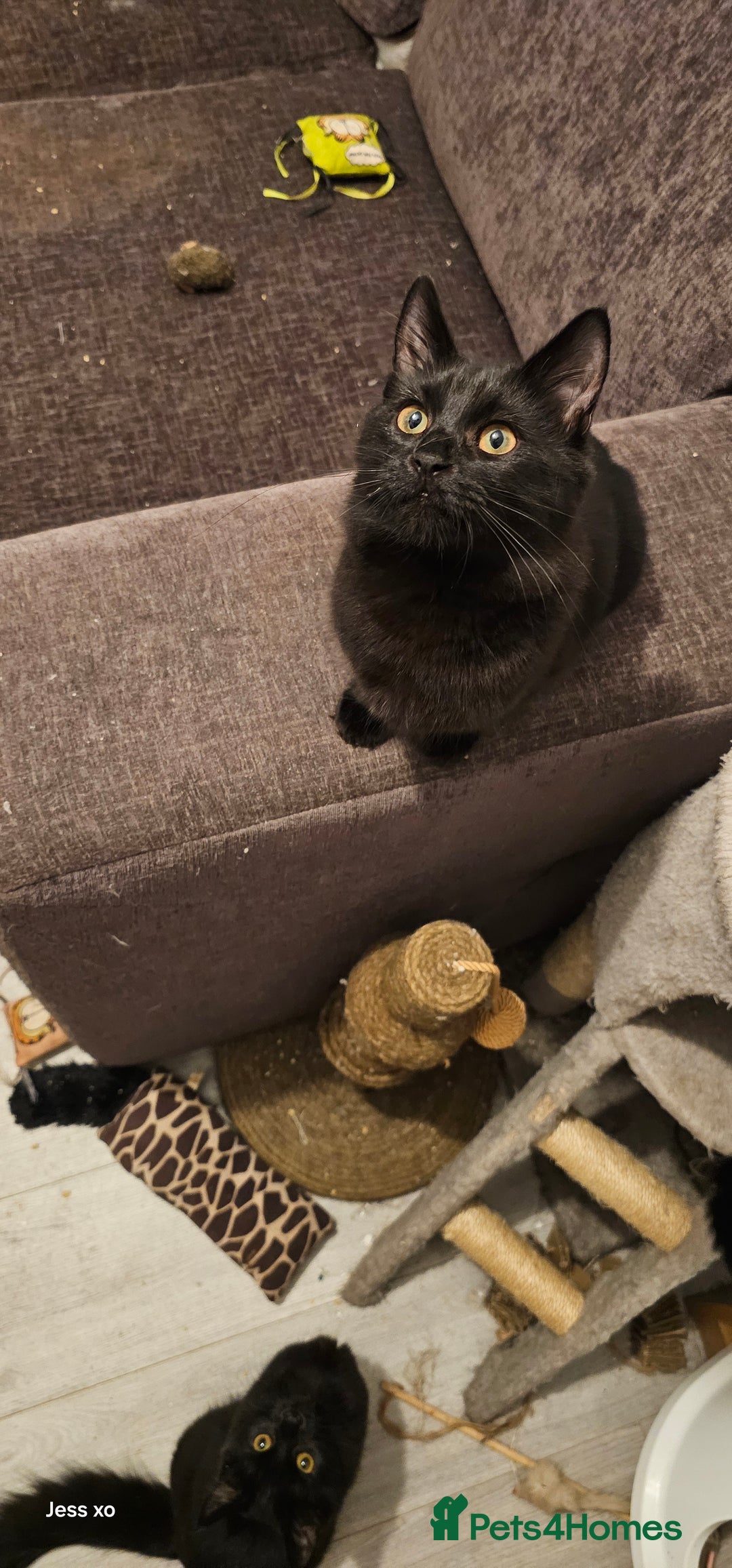 Mixed Breed cats for sale: 2 gorgeous black long haired girls - Image 2