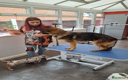 German Shepherd dogs for sale: Bella is looking for forever home - Image 6