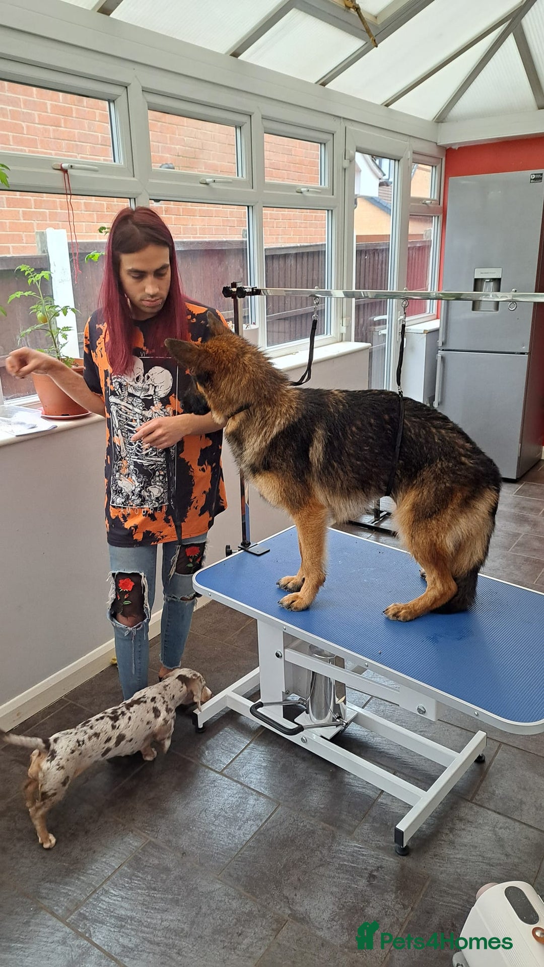 German Shepherd dogs for sale: Bella is looking for forever home - Image 6