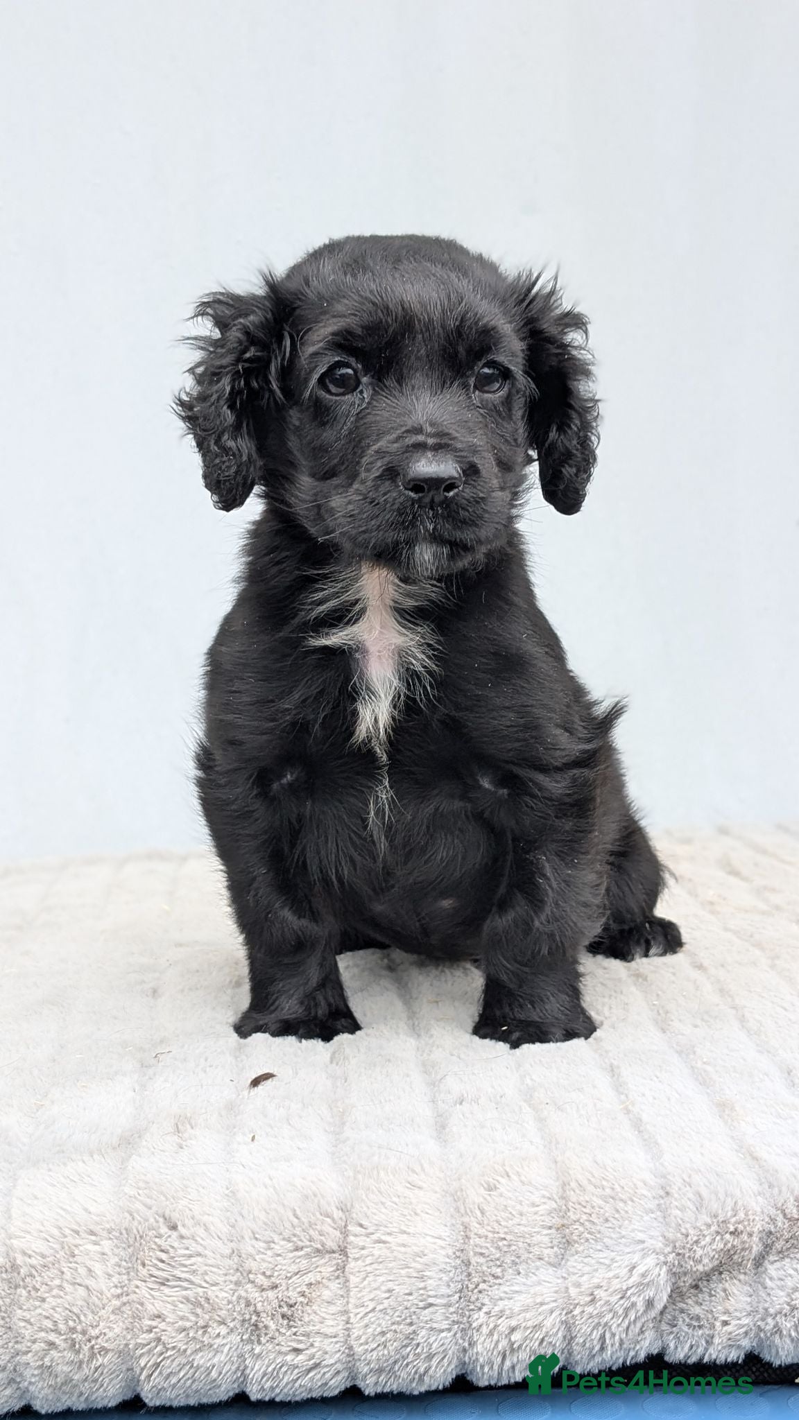 Cocker Spaniel dogs Adorable Cocker Female - No KC reg - Advert 2