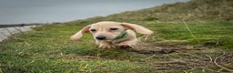 Miniature Dachshund dogs for sale: Cream miniature dachshunds  - Advert 2