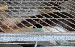 Rat rodents for sale: 2 Rats for rehoming - Image 2