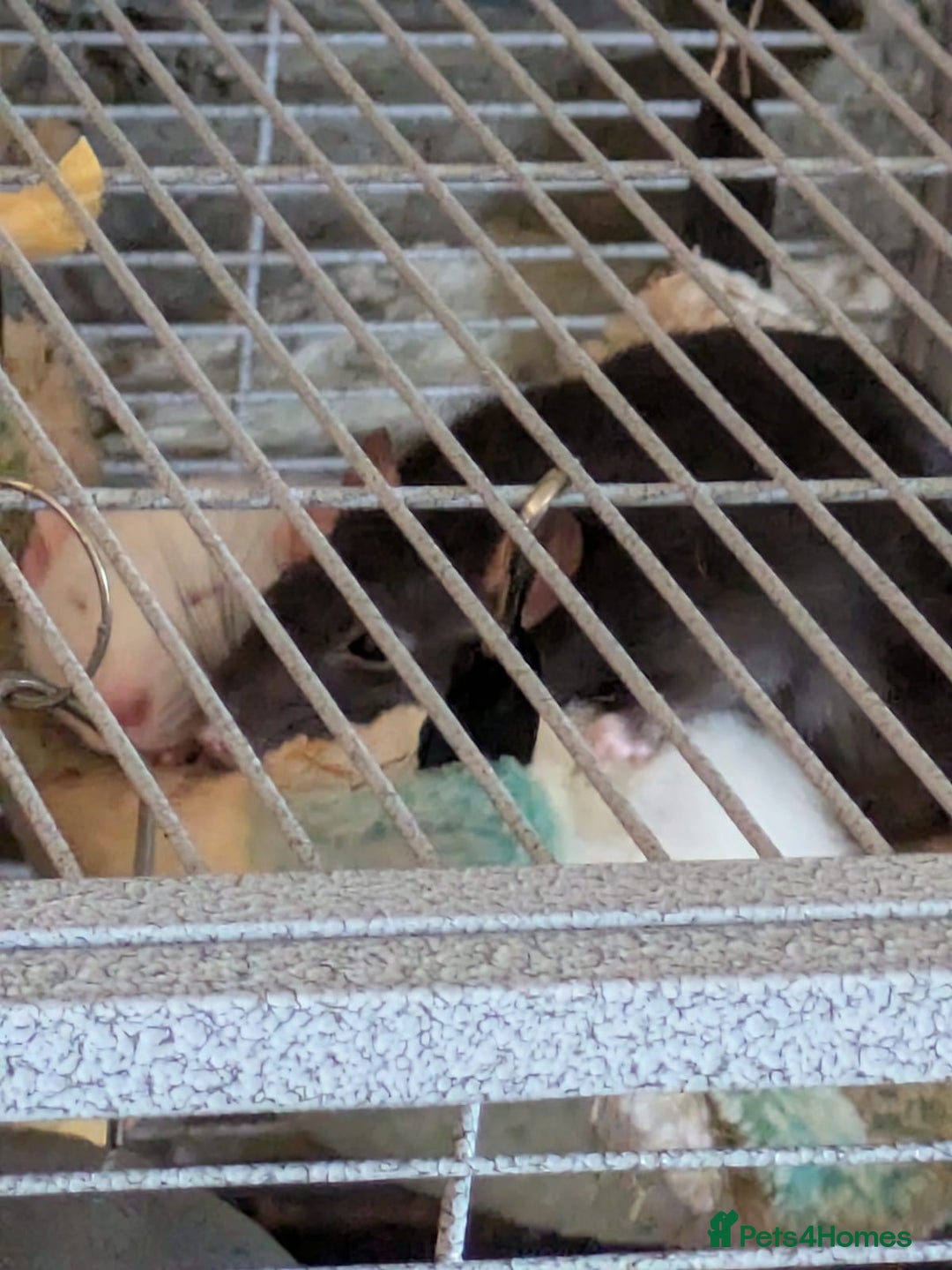 Rat rodents for sale: 2 Rats for rehoming - Image 2