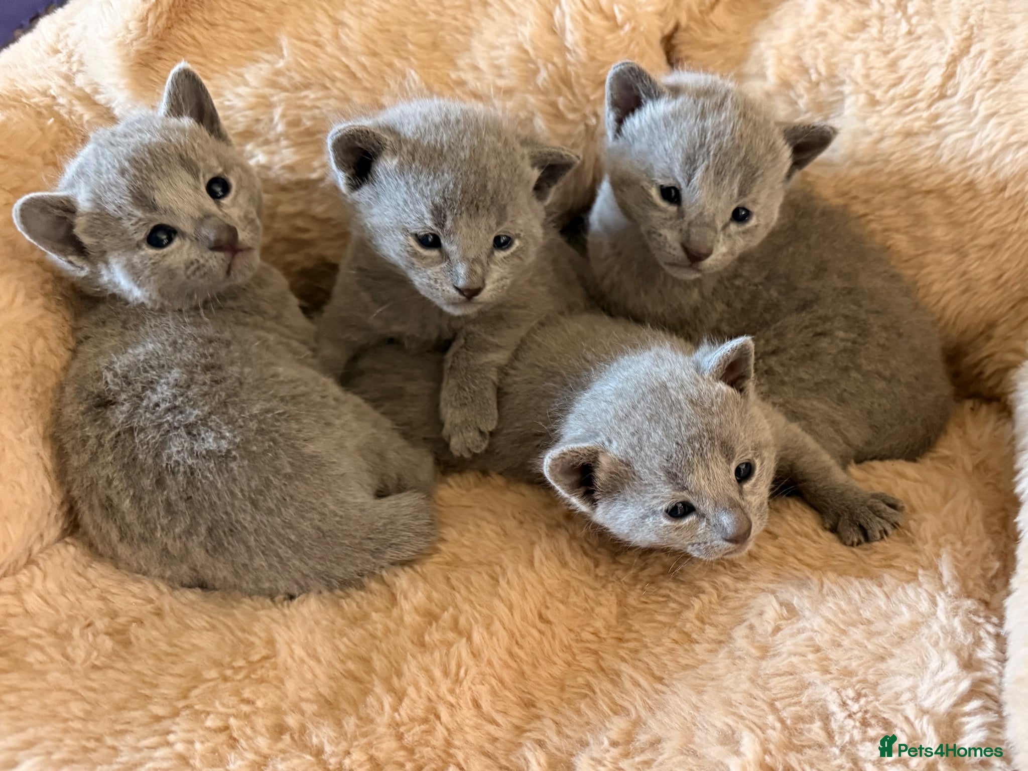 Russian Blue cats TICA Russian Blue Kittens - Advert 16