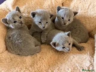 Russian Blue cats TICA Russian Blue Kittens - Advert 16