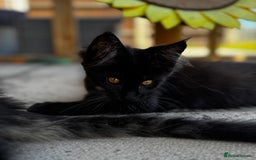 Maine Coon cats for sale: Ready Now! Conancoon GCCF Registered Maine Coon - Image 37