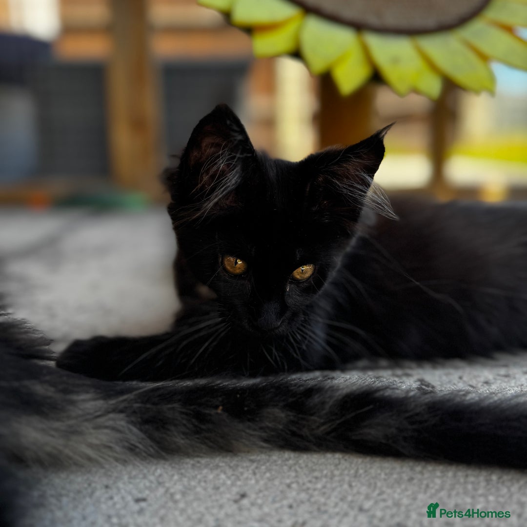 Maine Coon cats for sale: Ready Now! Conancoon GCCF Registered Maine Coon - Image 37
