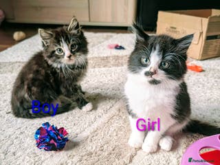 Siberian cats Siberian crossed kittens - Advert 1