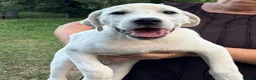 Mixed Breed dogs for adoption: 🤍 PAUL – Big Paws, Big Smile, Even Bigger Heart❤️ - Advert 10