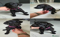 Mixed Breed dogs for sale: Dobermann X Weimaraner Cross Mix Puppies - Image 6