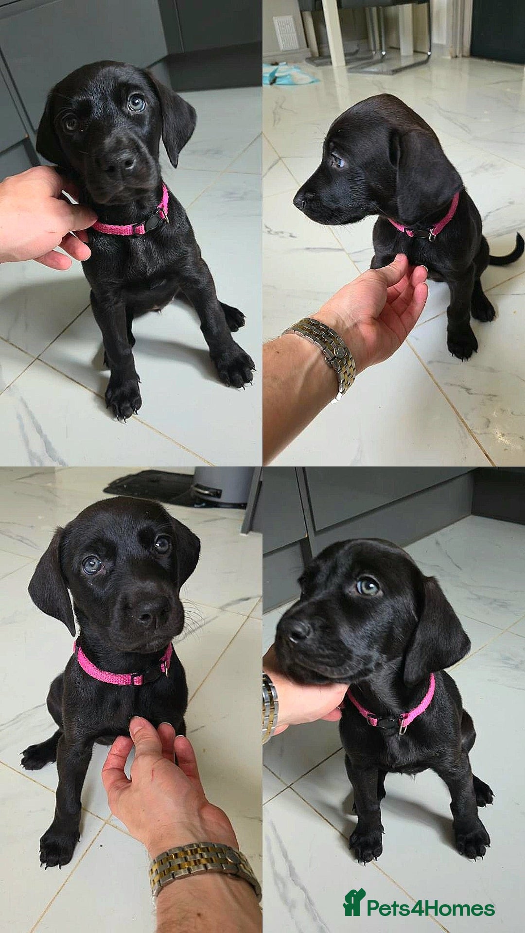 Mixed Breed dogs for sale: Dobermann X Weimaraner Cross Mix Puppies - Image 6