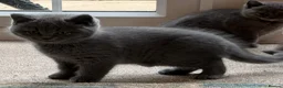 British Shorthair cats for sale: British shorthair kittens for sale  - Advert 7