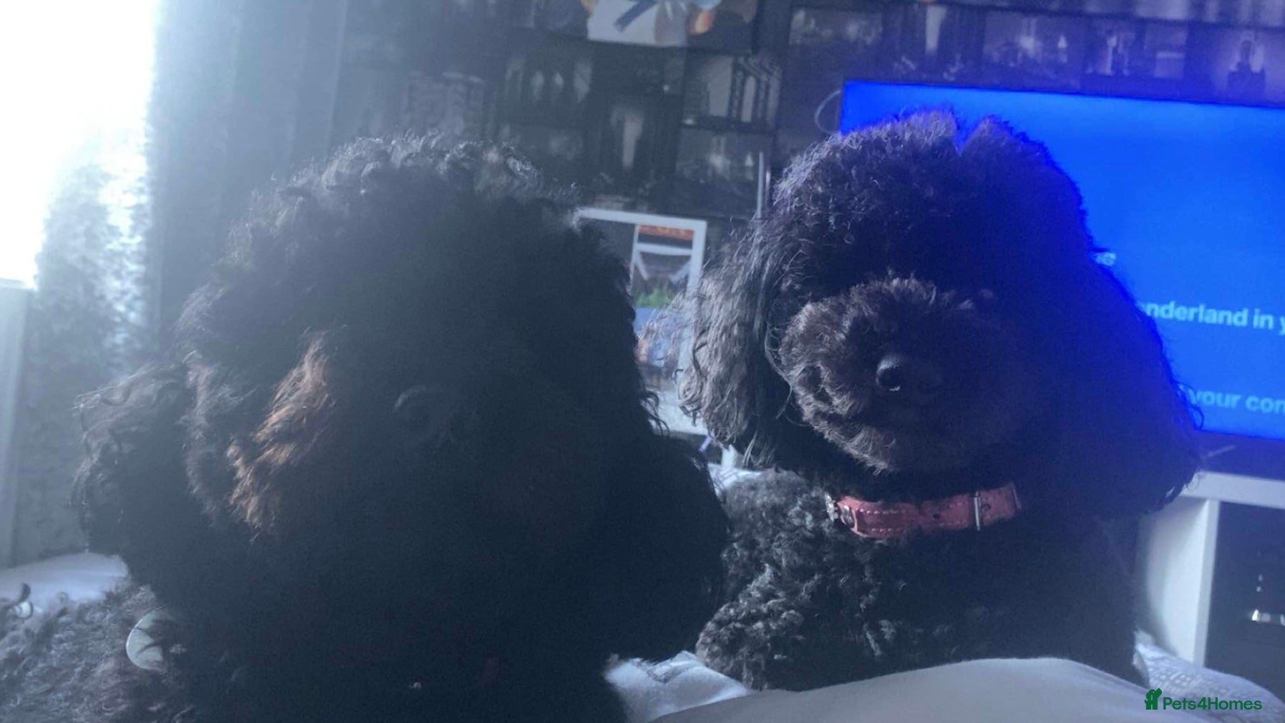 Toy Poodle dogs 2 black toy poodle girls - Advert 7