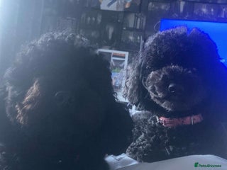Toy Poodle dogs 2 black toy poodle girls - Advert 13