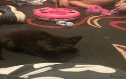 Mixed Breed cats for sale: 3 Beutiful kittens - Image 14