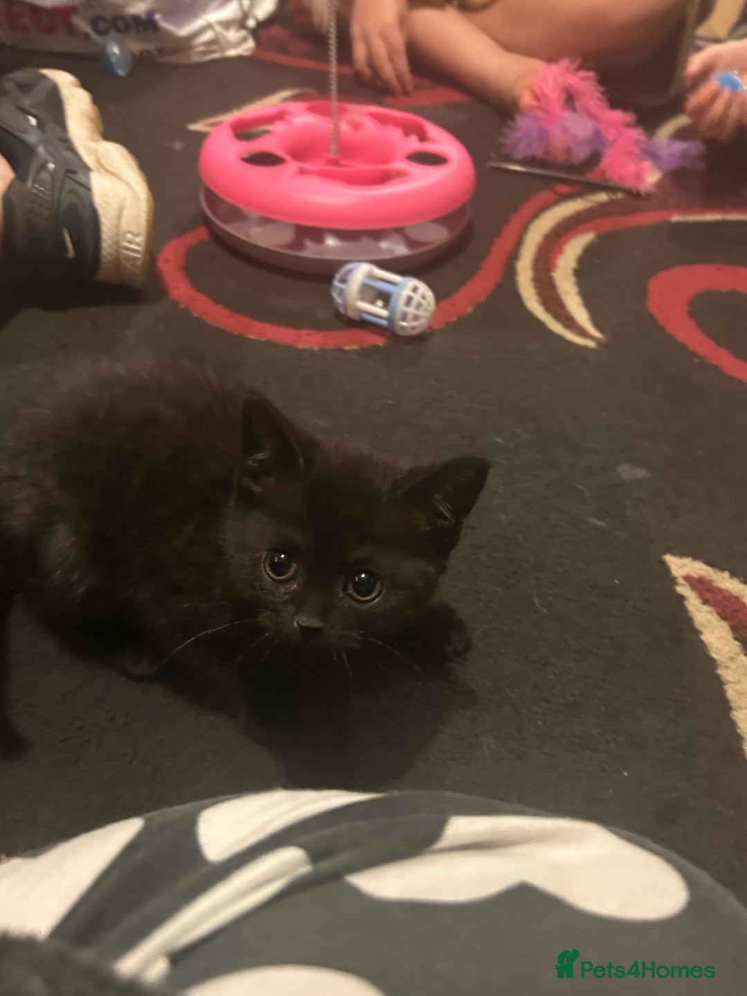 Mixed Breed cats for sale: 3 Beutiful kittens - Image 14