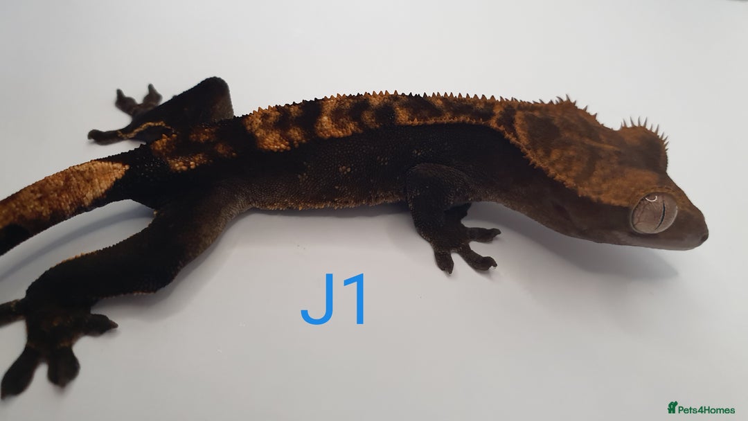 Gecko reptiles for sale: Juvenile Crested Geckos - Image 25