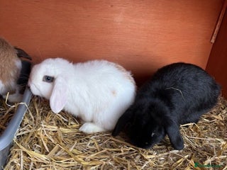 Mixed Breed rabbits Mini Lops x Netherland Dwarf - Advert 7