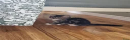 Mixed Breed cats for sale: 4 beautiful domestic longhair mixed kittens in Ellesmere Port - Advert 14
