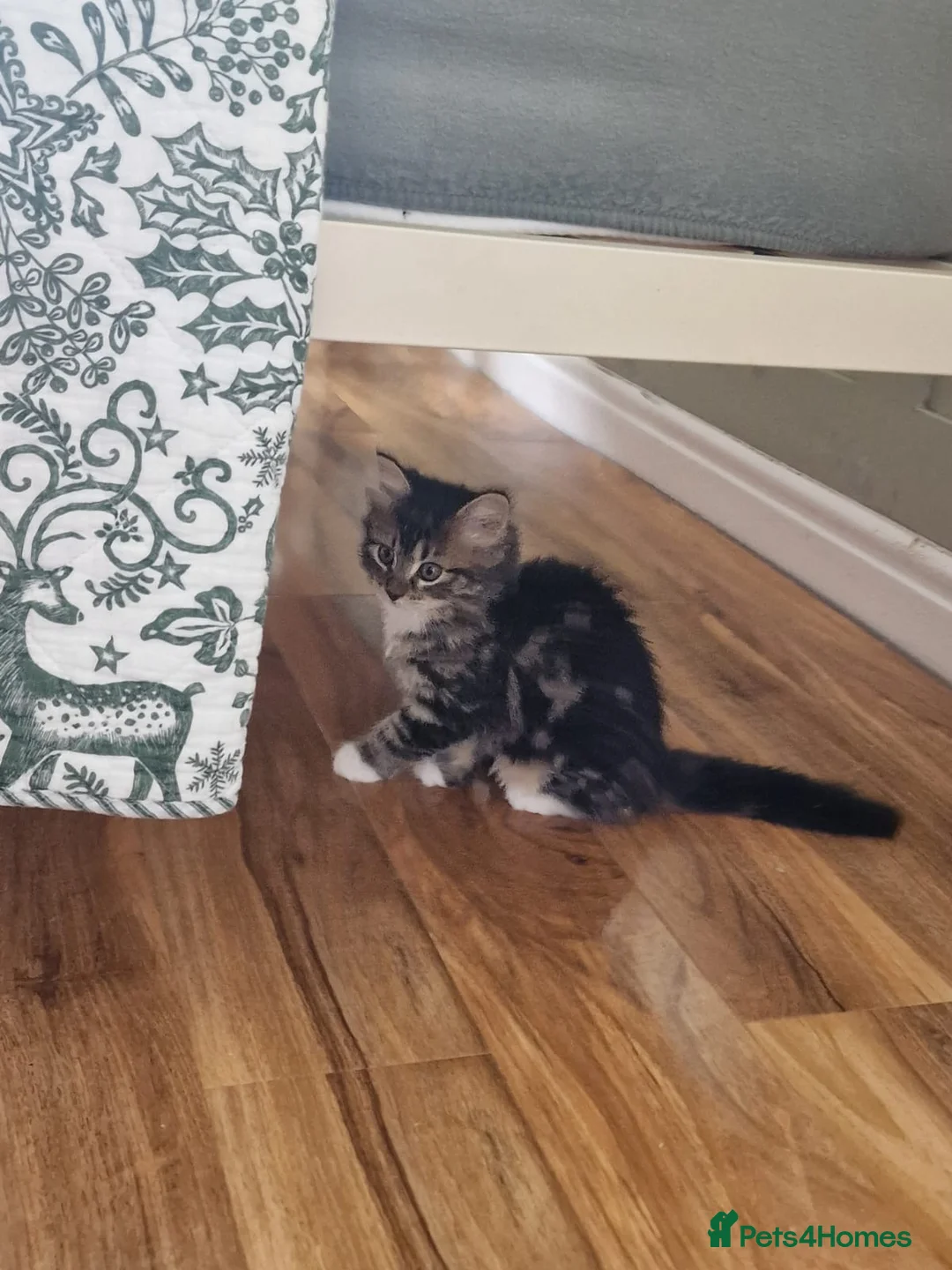 Mixed Breed cats for sale: 4 beautiful domestic longhair mixed kittens in Ellesmere Port - Advert 14