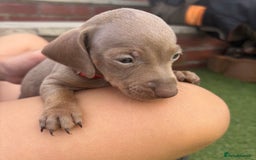 Miniature Dachshund dogs for sale: Miniature dachshund puppy’s TO LEAVE NOW in Luton - Image 12
