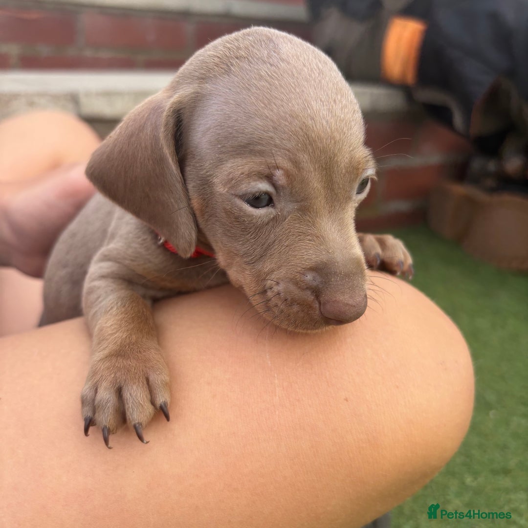 Miniature Dachshund dogs for sale: Miniature dachshund puppy’s TO LEAVE NOW in Luton - Image 12