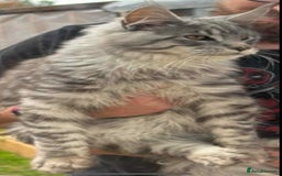 Maine Coon cats for sale: Beautiful pedigree mainecoon kitten  - Image 7
