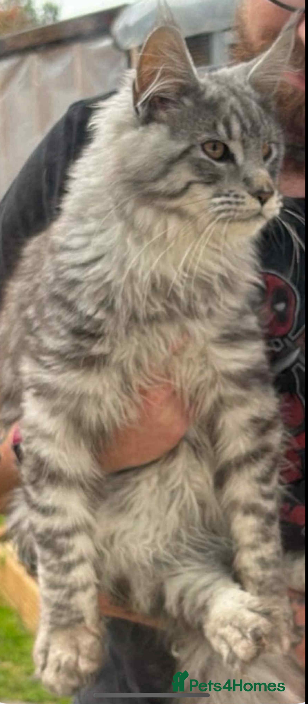 Maine Coon cats for sale: Beautiful pedigree mainecoon kitten  - Image 7
