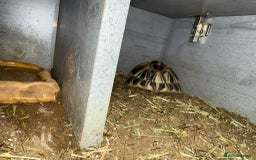 Tortoise reptiles for sale: 2 tortoises for sale  - Image 6