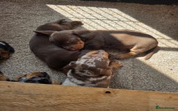 Miniature Dachshund dogs for sale: Beautiful miniature dachshund puppies - Image 5