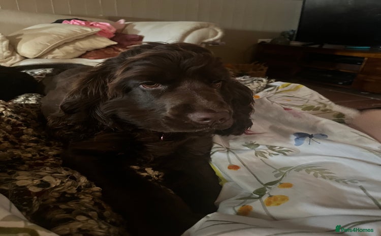 Cocker Spaniel dogs - Advert 6