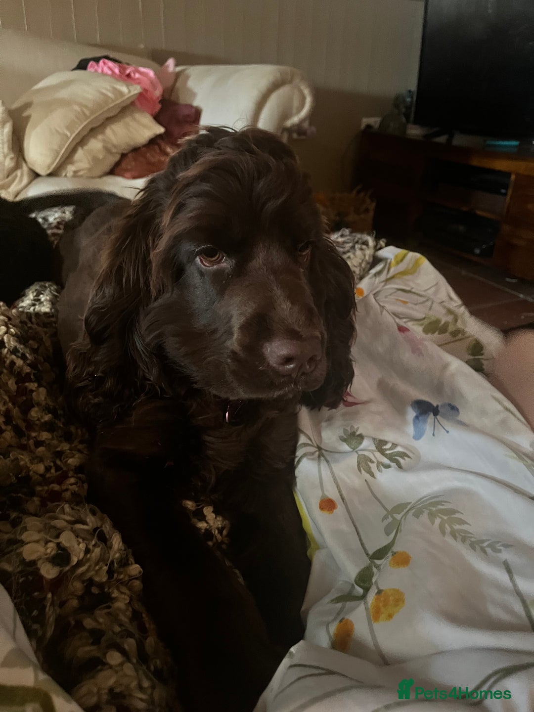 Cocker Spaniel dogs for sale: 6 month old female English show cocker spaniel - Image 1