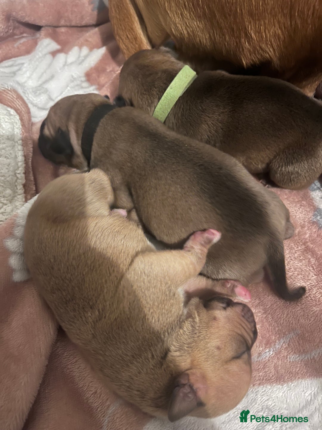 Staffordshire Bull Terrier dogs for sale: Red staffy pups  - Advert 13