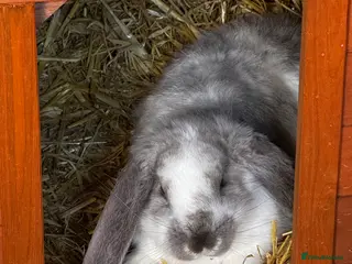 French Lop rabbits 🩵 Ready to go 3 boys left French lop kits 🩵 - Advert 2