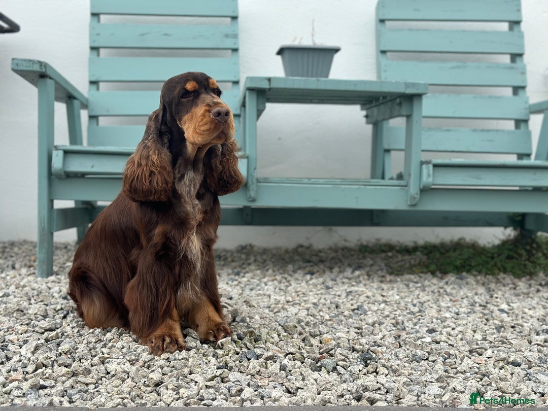 Cocker Spaniel dogs for stud: Health tested Show chocolate and tan cocker stud  - Image 3