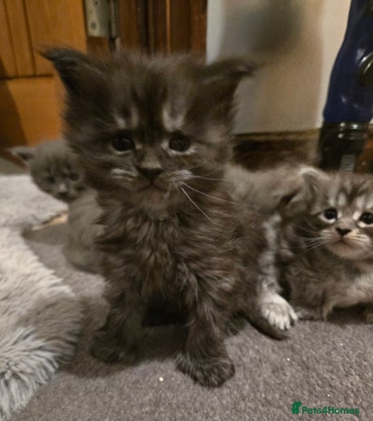 Maine Coon cats ✨✨✨Reserve now..✨✨✨ POLLYDACTYL 6666 MAIN COONS - Advert 12