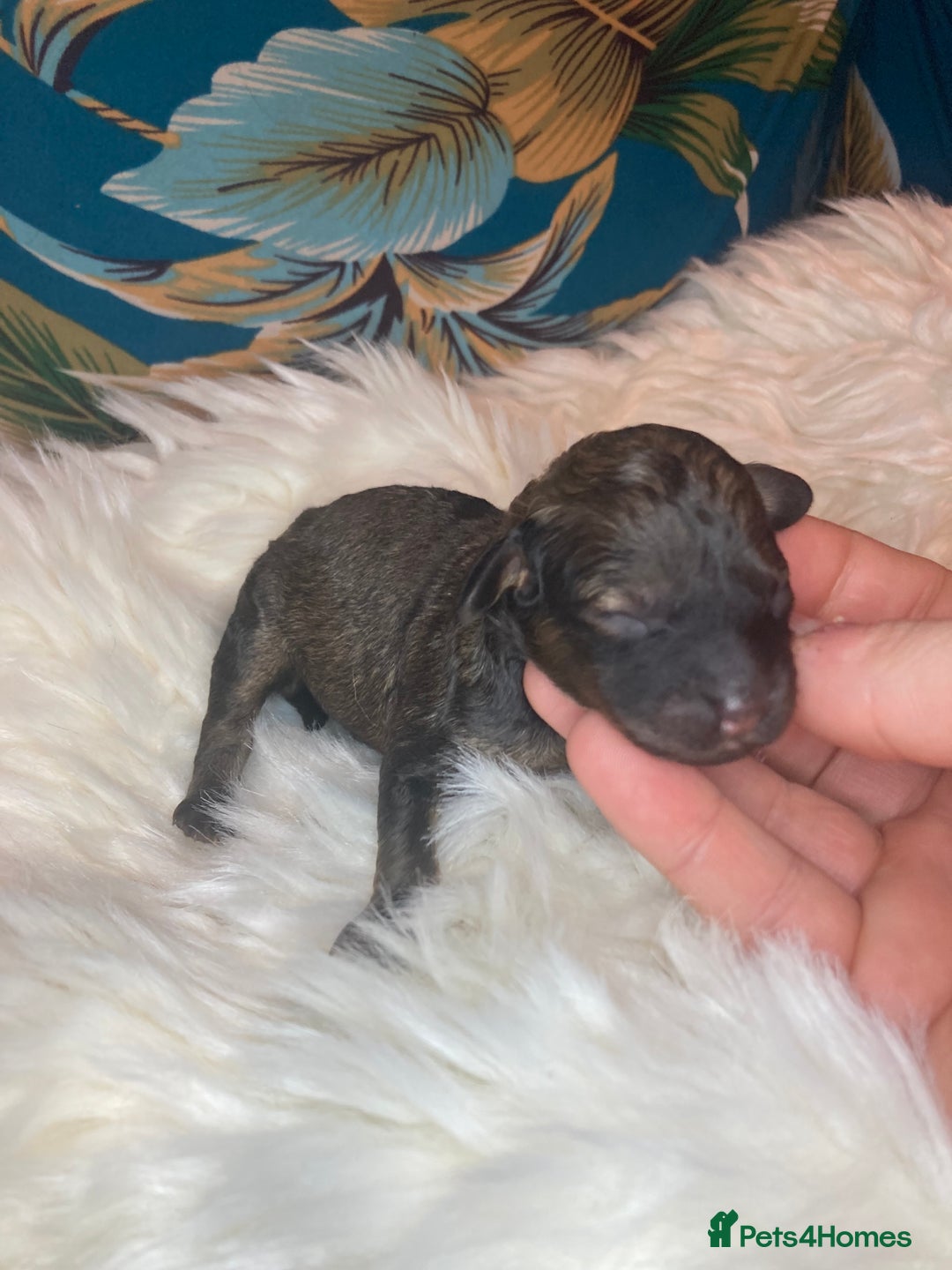 Cavapoo dogs for sale: Stunning toy cavapoo puppies  - Advert 9