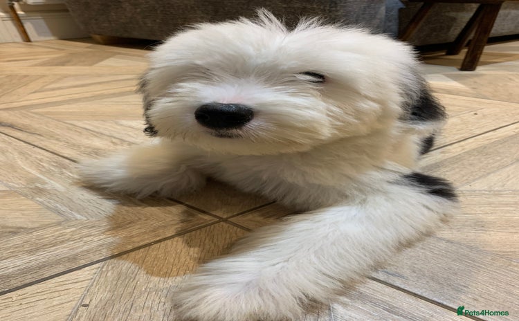 Old English Sheepdog dogs - Advert 6