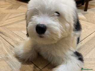 Old English Sheepdog dogs Stunning OES **BUDDY** KC Registered READY NOW - Advert 7