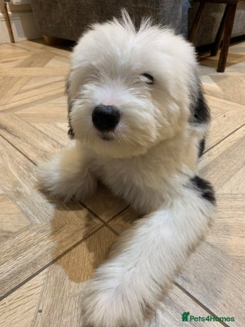 Old English Sheepdog dogs - Advert 6