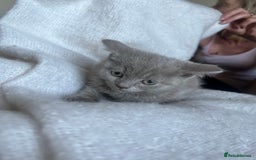 British Shorthair cats for sale: British blue kittens  - Image 4