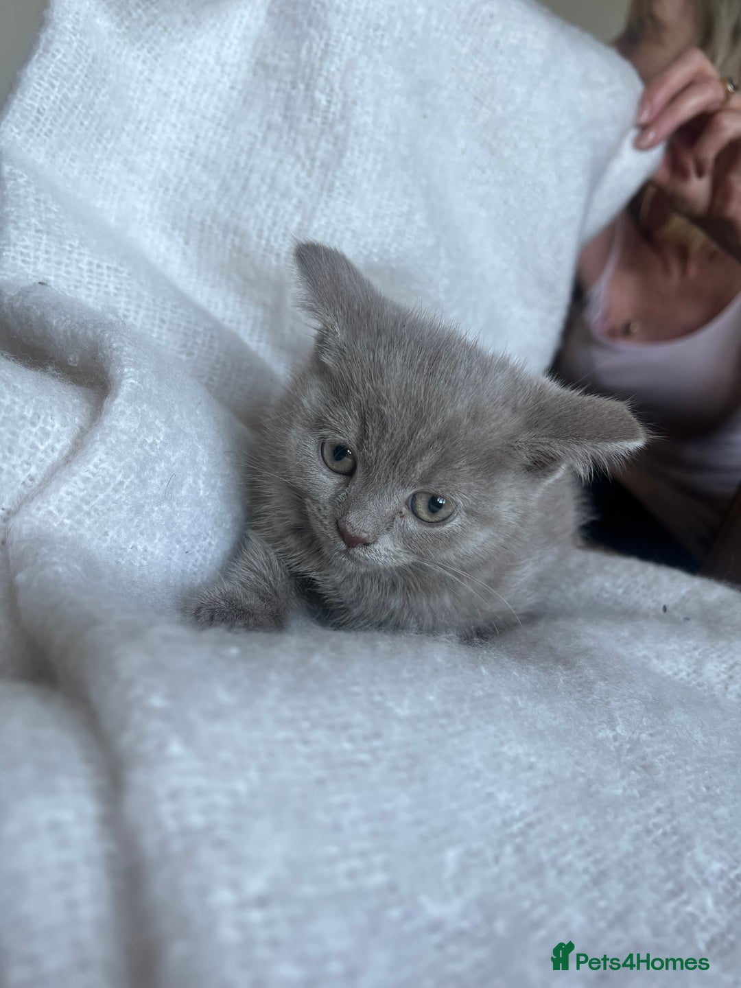 British Shorthair cats for sale: British blue kittens  - Image 4