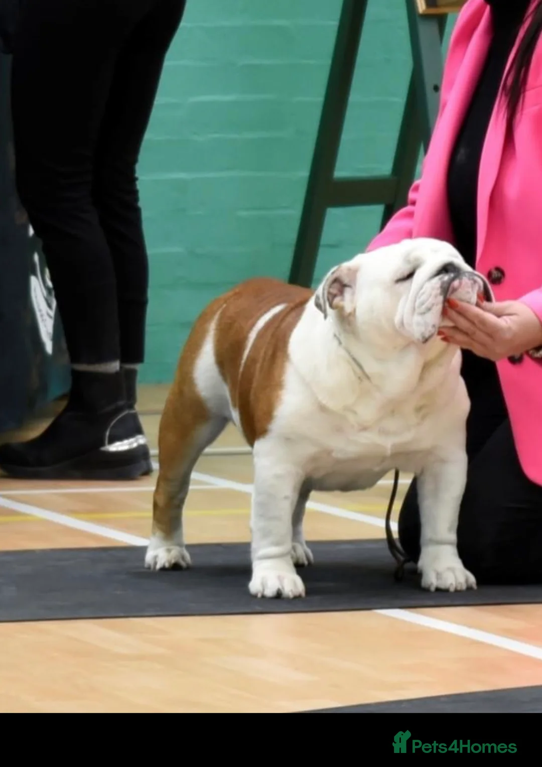 English Bulldog dogs for stud: TRUE TO TYPE - STANDARD - At Stud  in Ilkeston - Advert 11