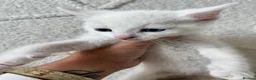 Mixed Breed cats for sale: Beautiful kittens  - Advert 5