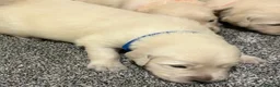 Golden Retriever dogs for sale: Beautiful healthy puppies - Advert 31