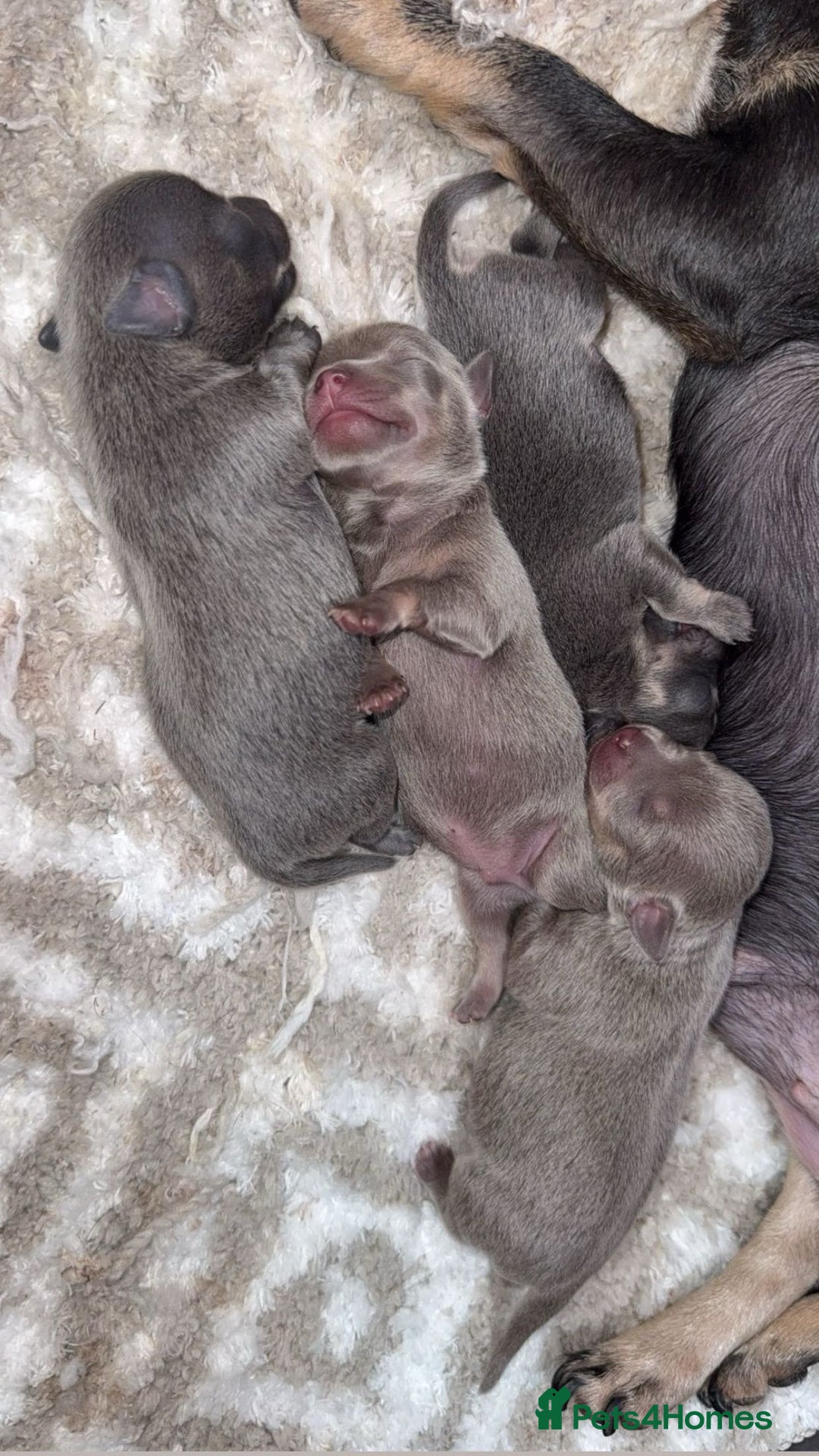 Chihuahua dogs for sale: Outstanding BLUE/TAN & LILAC/TAN puppies  - Image 1