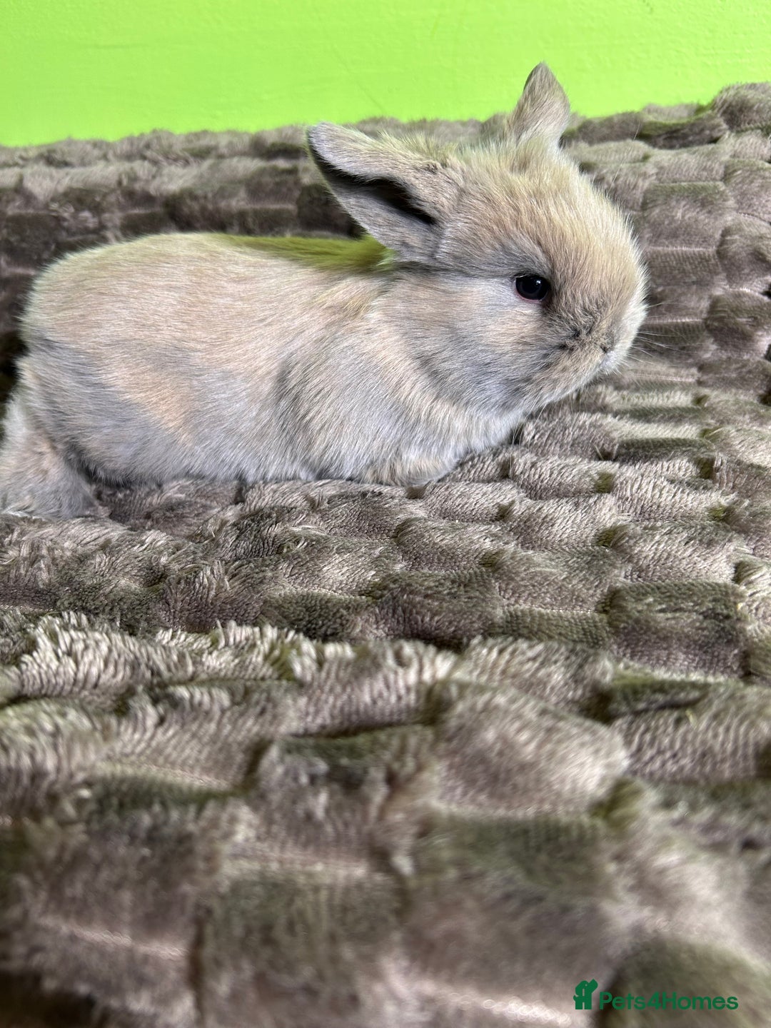 Mini Lop rabbits for sale: Pure breed mini lops  - Image 11