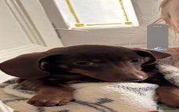 Miniature Dachshund dogs for sale: Beautiful miniature dachshund  - Image 1