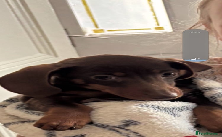 Miniature Dachshund dogs - Advert 3