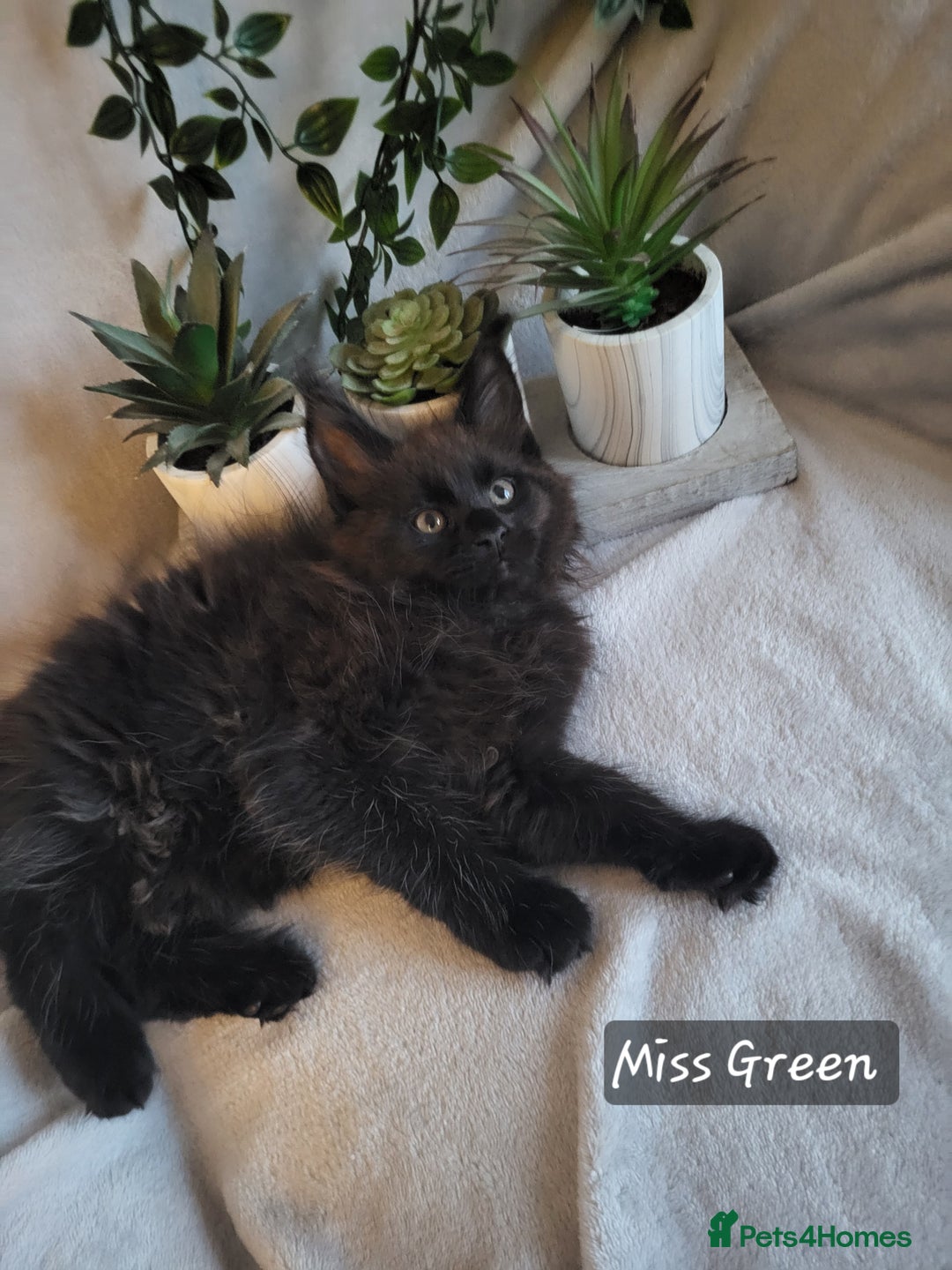 Maine Coon cats for sale: Beautiful Maine Coons  - Advert 9